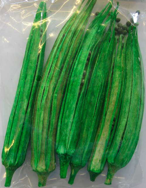 Kuga-Spitzen Okra-Schoten